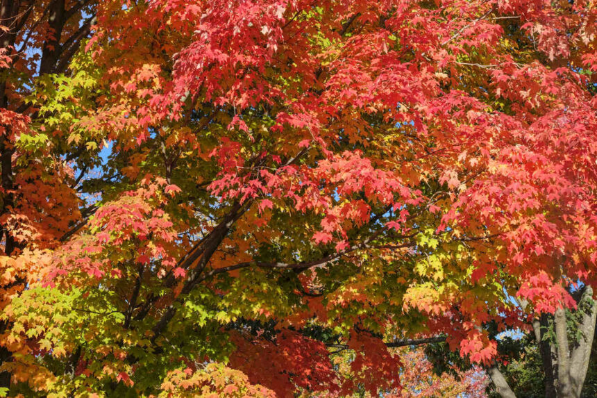 Baum Mit Roten Blten