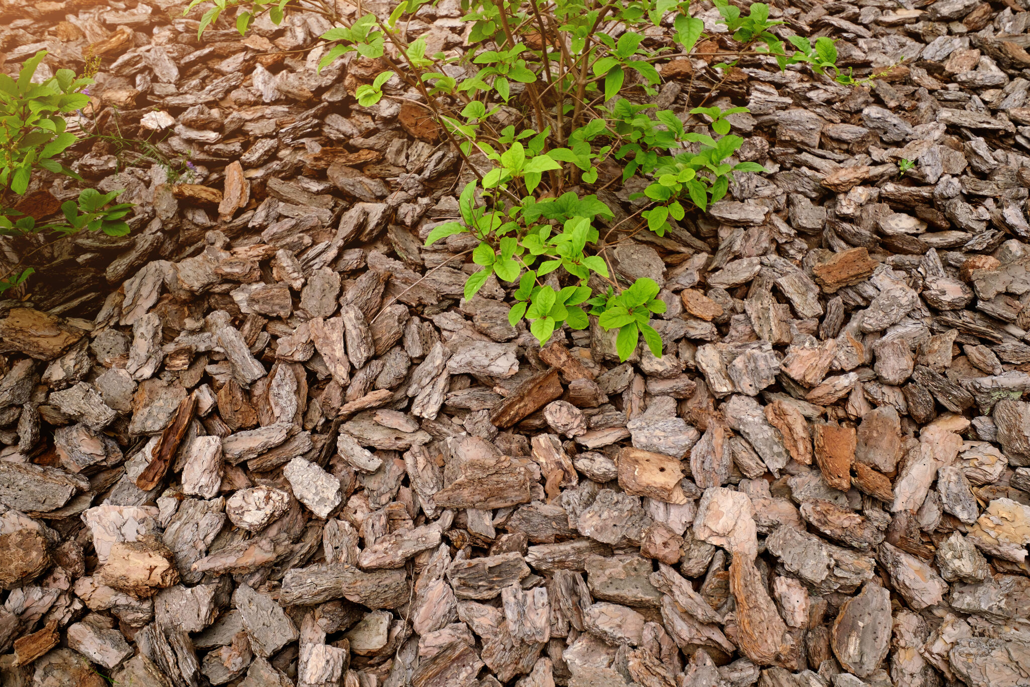 Rindenmulch im Garten Ideen für eine naturnahe Gestaltung Wohntrends
