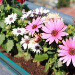 Winterharte Kübelpflanzen für pralle Sonne: Die robustesten Arten für Ihren Balkon oder Terrasse