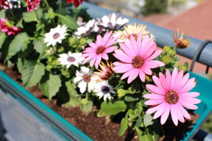 Winterharte Kübelpflanzen für pralle Sonne: Die robustesten Arten für Ihren Balkon oder Terrasse