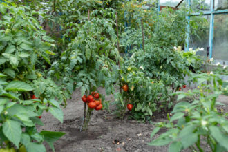 Tomaten und Paprika zusammen pflanzen: Was Sie über die Kombination im Gemüsegarten wissen sollten