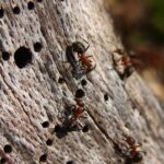 Rote Ameisen im Rasen: Wie man mit einer Ameisenplage umgeht und den Rasen schützt