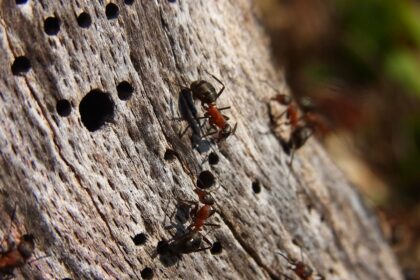 Rote Ameisen im Rasen: Wie man mit einer Ameisenplage umgeht und den Rasen schützt