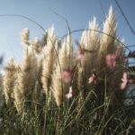 Wann treibt Pampasgras aus? Wissenswertes über die Vermehrung und Verbreitung - Wohntrends Magazin