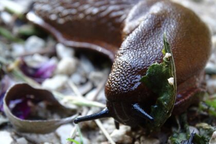 Tipps zur Gartenplanung: Wie man Pflanzen wählt, die Schnecken nicht mögen