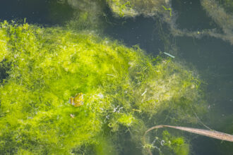 Algen im Teich: Effektive Hausmittel zur natürlichen Bekämpfung und Vorbeugung