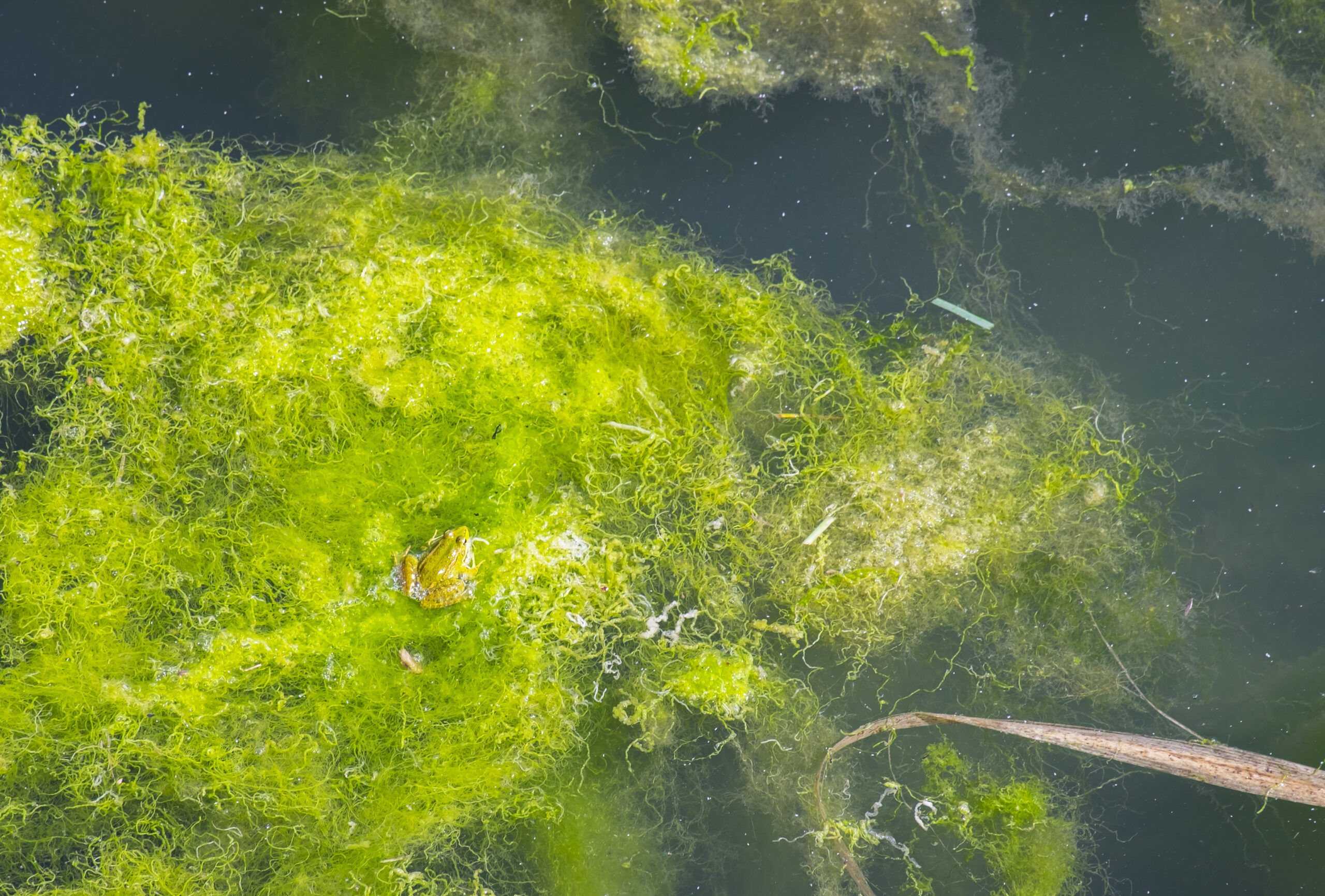 Algen im Teich: Effektive Hausmittel zur natürlichen Bekämpfung und Vorbeugung