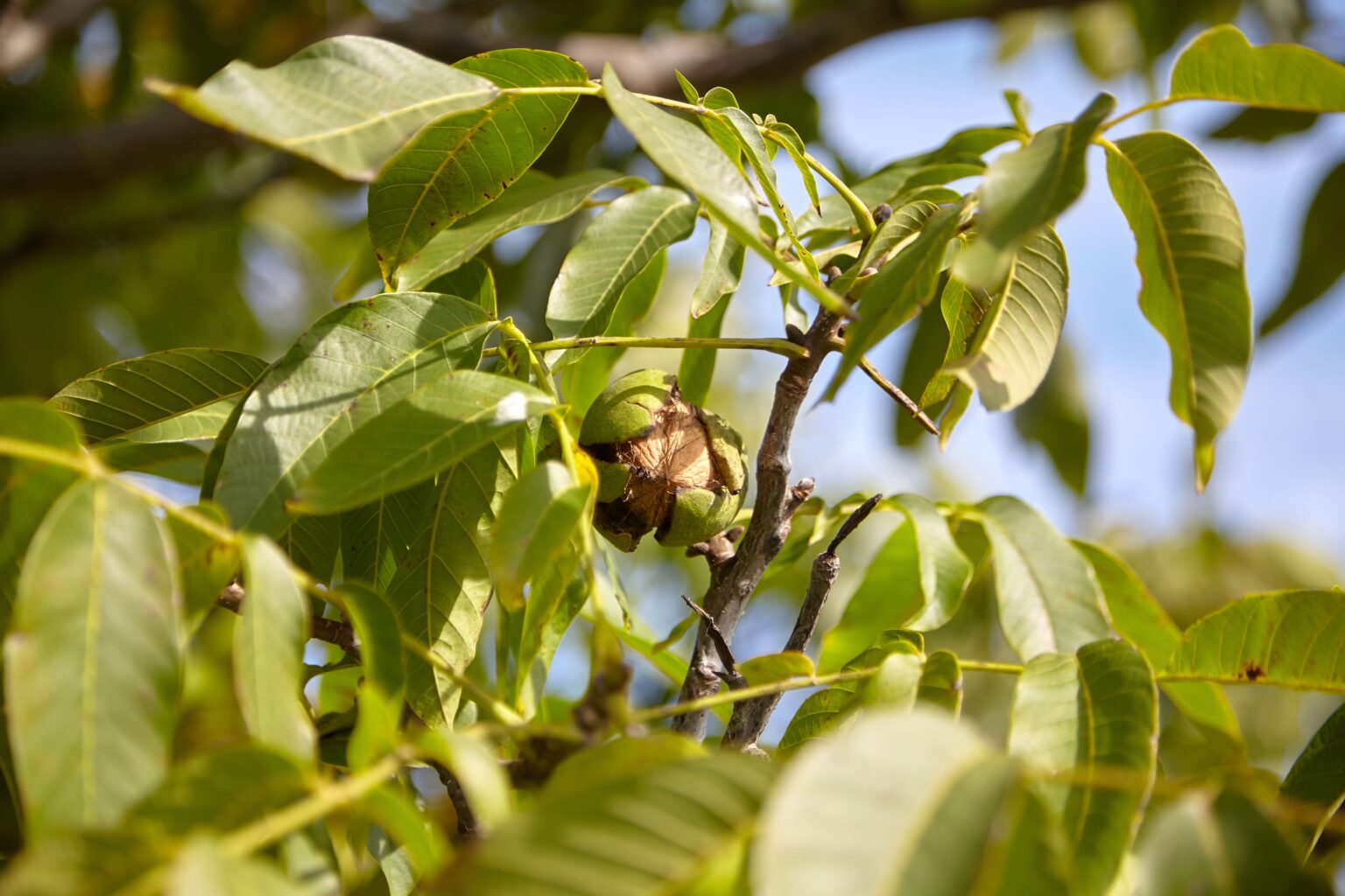 Walnussbaum im Garten Warum der Anbau in manchen Regionen oder Gärten