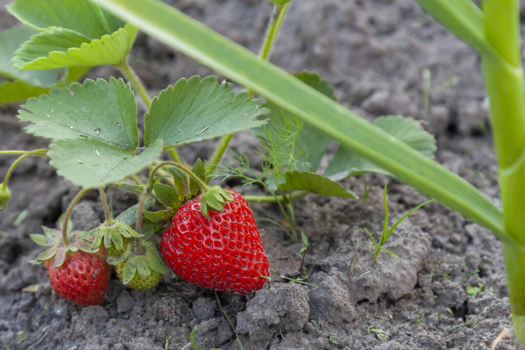 Erdbeeren Ableger entfernen oder nicht: Vor- und Nachteile beider Ansätze - Wohntrends Magazin