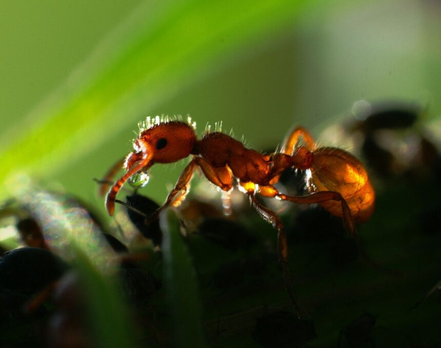 Ameisen im Hochbeet bekämpfen: Natürliche Methoden und Hausmittel - Wohntrends Magazin