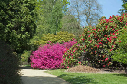 Büsche für den Garten: Unterschiede zwischen Zier- und Nutzpflanzen - Wohntrends Magazin