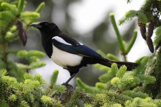 Was bedeutet eine Elster im Garten? Mythen und Fakten rund um diesen Vogel - Wohntrends Magazin