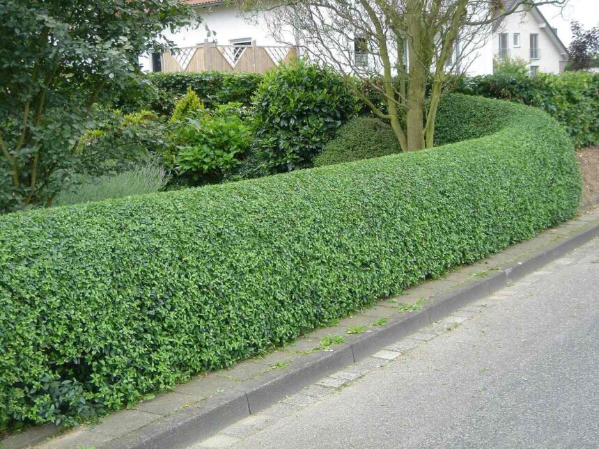 Ligusterhecke: Vor- und Nachteile im Überblick - Wohntrends Magazin