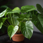 Philodendron-Wohntrends Magazin