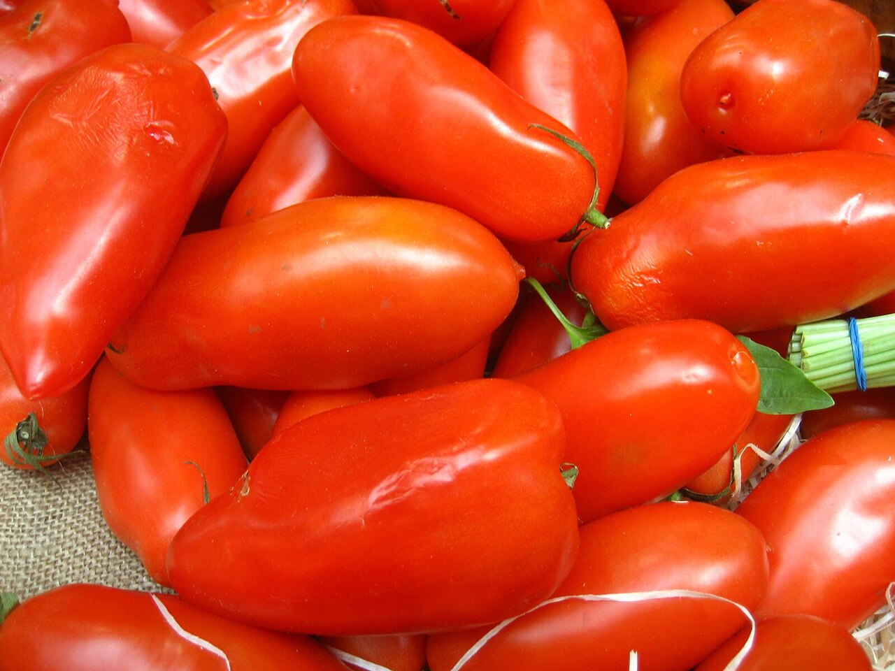 Tomaten im Freiland ohne Regenschutz anbauen Tipps für eine reiche