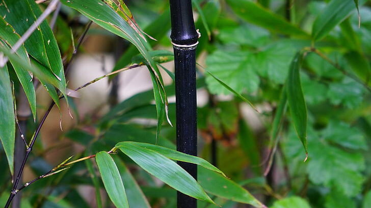 Bambus als Sichtschutz: Natürliche und ästhetische Lösungen für Ihren Garten und Balkon - Wohntrends Magazin
