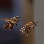 Bienen im Fensterrahmen: Was hilft wirklich gegen das unerwünschte Summen? - Wohntrends Magazin
