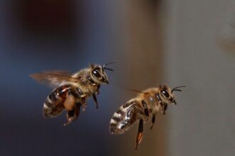 Bienen im Fensterrahmen: Was hilft wirklich gegen das unerwünschte Summen? - Wohntrends Magazin