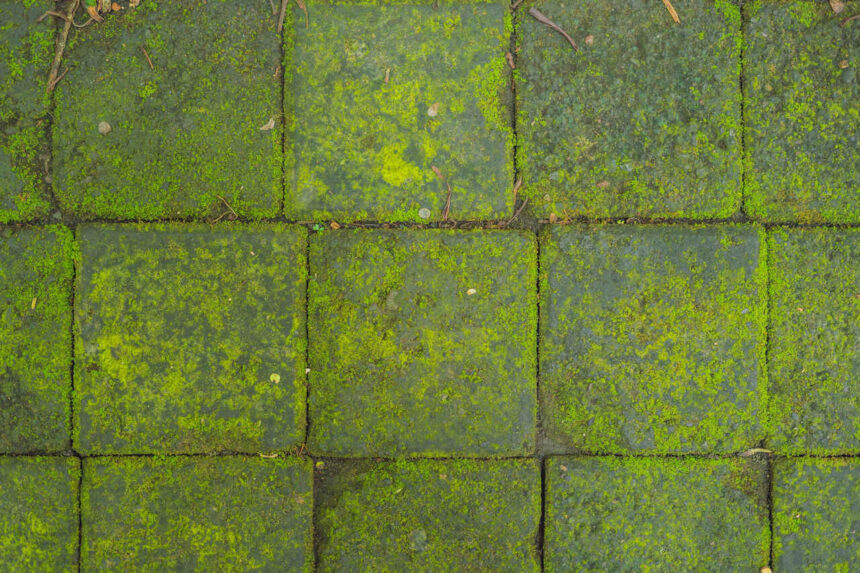 Grünbelag entfernen ohne Schrubben: Die besten Tipps und Tricks - Wohntrends Magazin