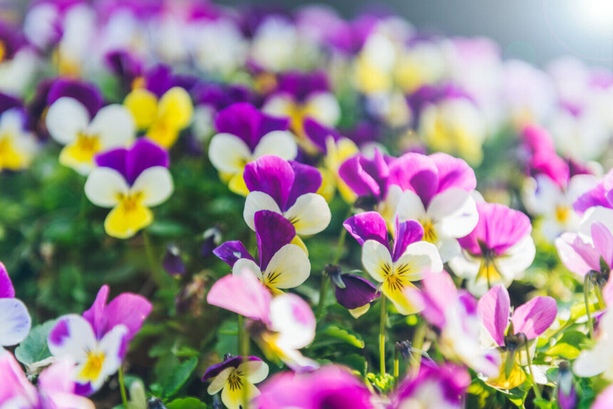 Winterharte Balkonpflanzen: Die Top 10 für farbenfrohe Balkone auch im Winter - Wohntrends Magazin