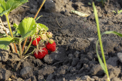 Erdbeeren Ableger entfernen oder nicht: Vor- und Nachteile beider Ansätze - Wohntrends Magazin