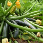 Zucchini im Gemüsegarten: Gute Nachbarn für eine ertragreiche Ernte - Wohntrends Magazin