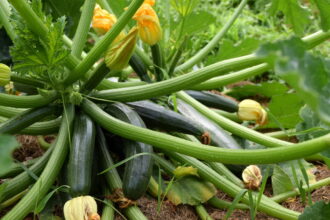 Zucchini im Gemüsegarten: Gute Nachbarn für eine ertragreiche Ernte - Wohntrends Magazin