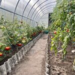 Tomatenhauses: Warum es sich lohnt, eines in Ihrem Garten zu haben - Wohntrends Magazin