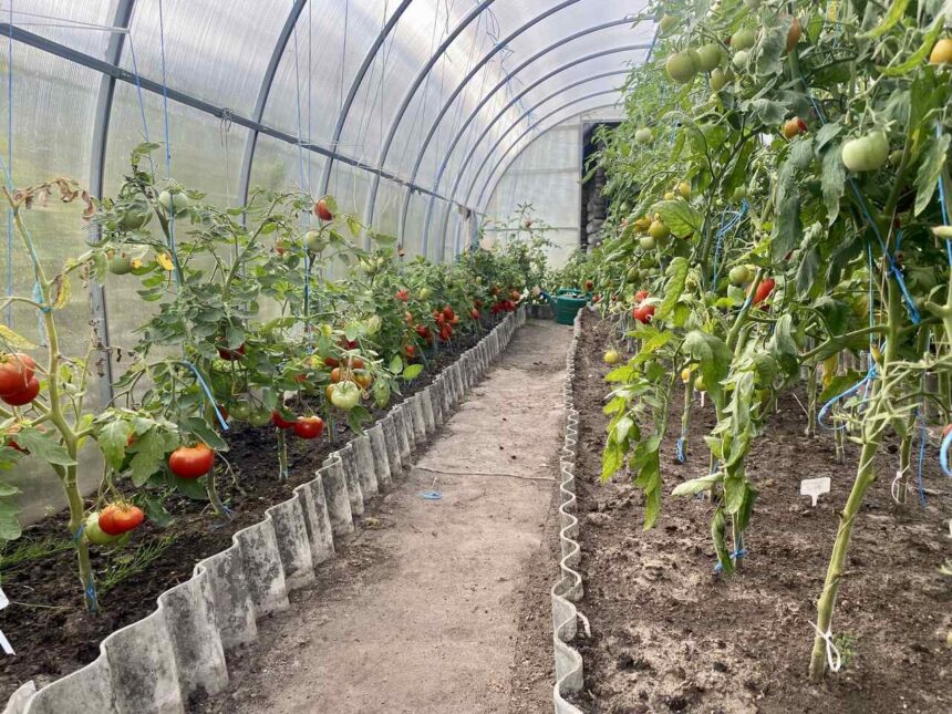 Tomatenhauses: Warum es sich lohnt, eines in Ihrem Garten zu haben - Wohntrends Magazin