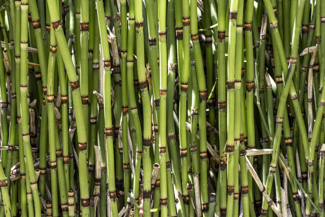 Bambus als Sichtschutz: Natürliche und ästhetische Lösungen für Ihren Garten und Balkon - Wohntrends Magazin