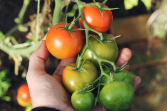 Tomaten im Freiland ohne Regenschutz anbauen: Tipps für eine reiche Ernte trotz Wetterkapriolen - Wohntrends Magazin