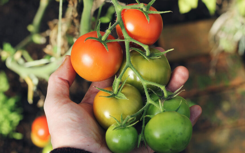 Tomaten im Freiland ohne Regenschutz anbauen: Tipps für eine reiche Ernte trotz Wetterkapriolen - Wohntrends Magazin