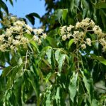 Der Bienenbaum: Ein bienenfreundlicher Baum für den Garten - Wohntrends Magazin