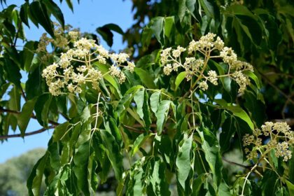 Der Bienenbaum: Ein bienenfreundlicher Baum für den Garten - Wohntrends Magazin