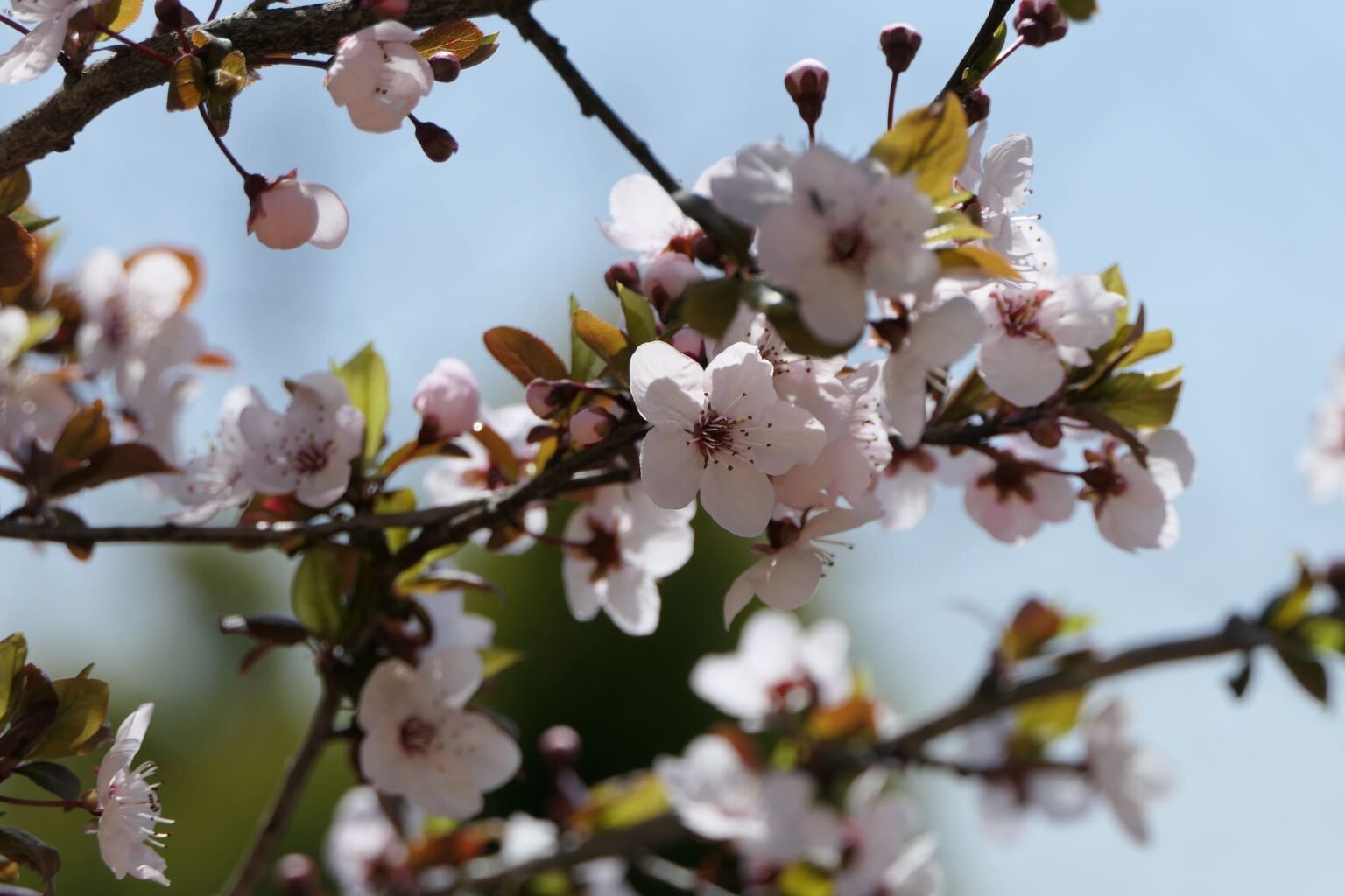 Bäume mit rosa Blüten Die schönsten Arten für Ihren Garten
