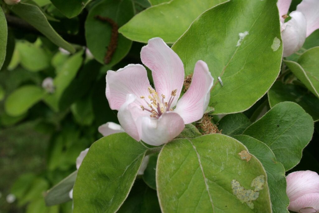 Bäume mit rosa Blüten: Die schönsten Arten für Ihren Garten - Wohntrends Magazin