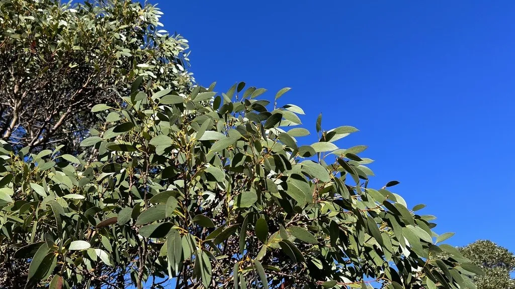 Eukalyptus: Winterharte Varianten für das heimische Klima - Wohntrends Magazin