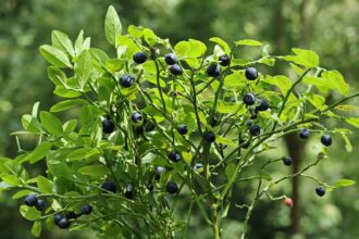 Schlechte Nachbarn für Heidelbeeren: Welche Pflanzen sollten Sie vermeiden? - Wohntrends Magazin