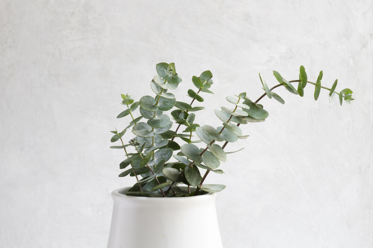 Eukalyptus im Topf: Pflegetipps für langlebiges Grün in Ihren vier Wänden - Wohntrends Magazin