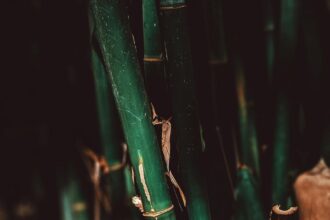 Unerwünschten Bambus mit Essig vernichten: Eine umweltfreundliche Methode - Wohntrends Magazin