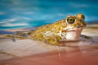 In Pool für den Garten? Worauf sollte man achten? - Wohntrends Magazin