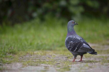 Tauben im Garten: Gut oder schlecht? - Wohntrends Magazin