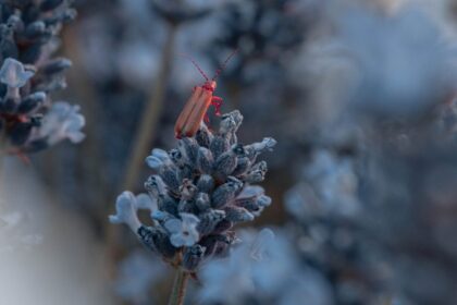 Insekten im Winter