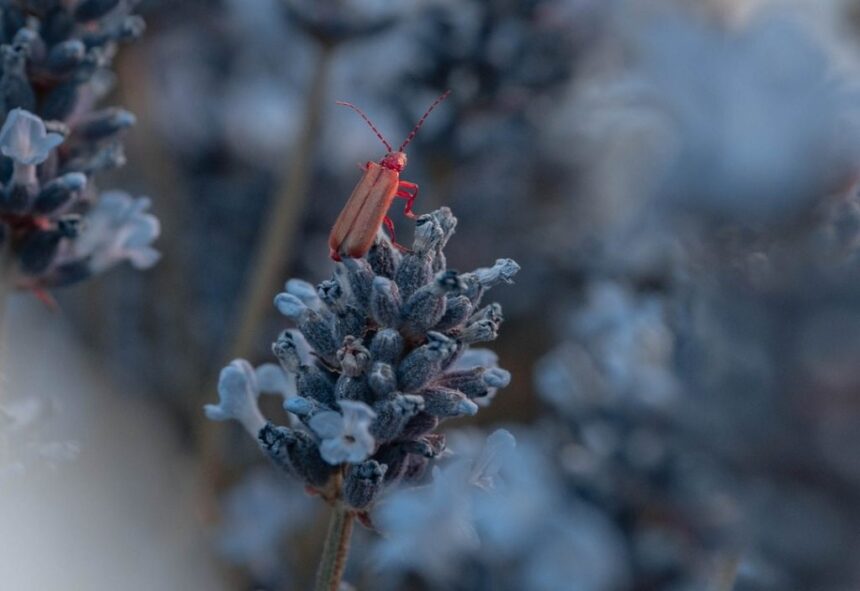 Insekten im Winter