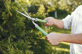 Thuja Hecke schneiden