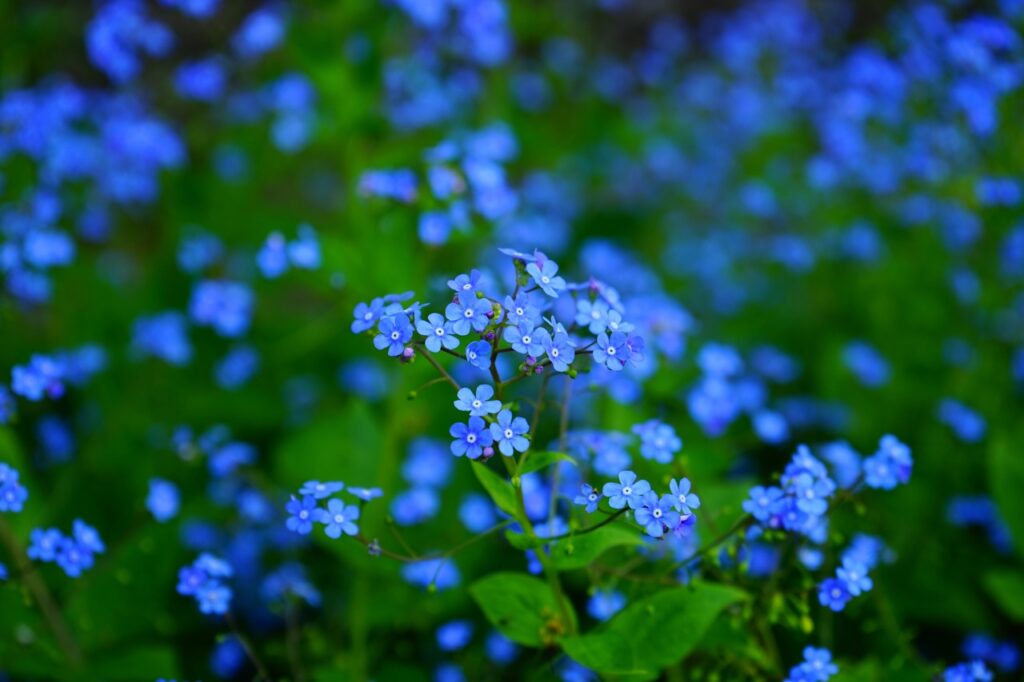 Blauen Frühjahrsblüher