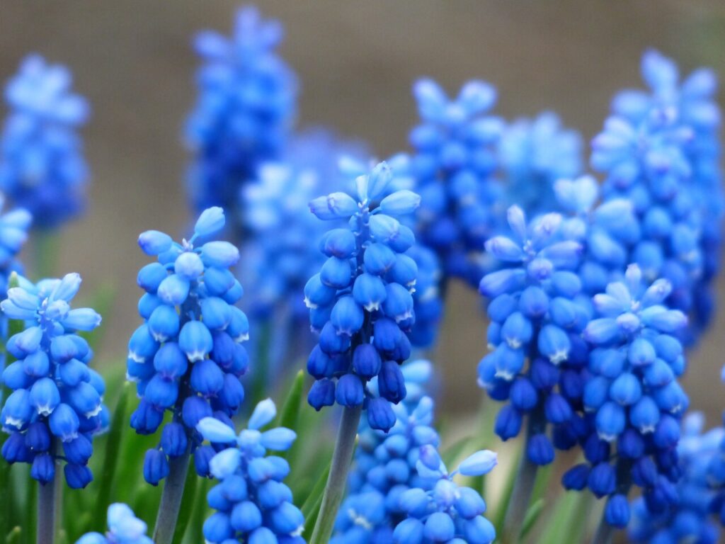 Blauen Frühjahrsblüher