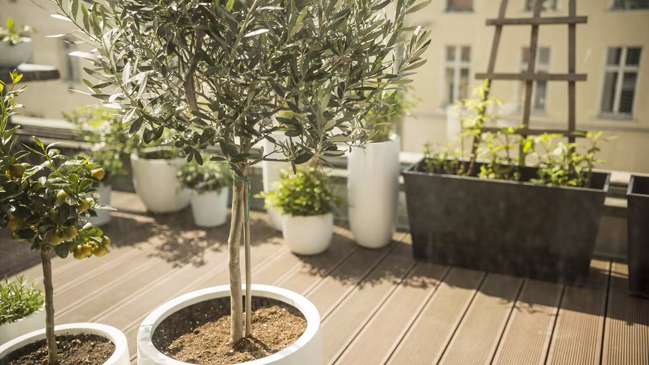 Olivenbaum auf der Terrasse