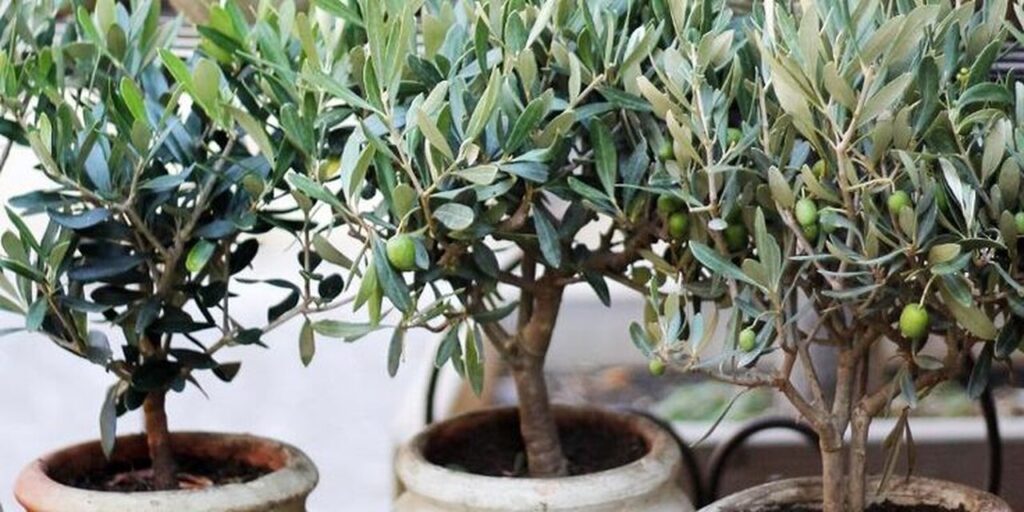 Olivenbaum auf der Terrasse