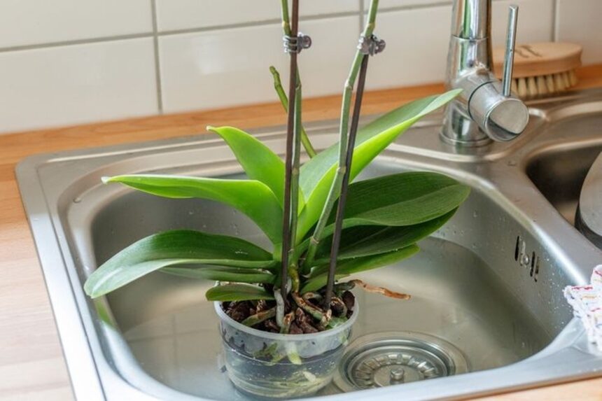 Orchideen gießen Wie oft ist ideal für Ihre Pflanzen? Wohntrends Magazin